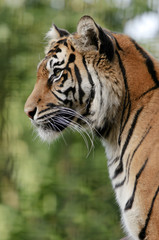 Sumatran Tiger