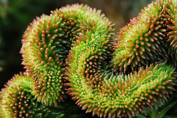 Sedum reflexum