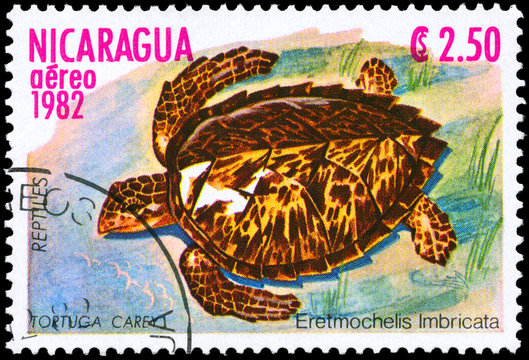 NICARAGUA - CIRCA 1982 Turtle