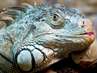 Iguana