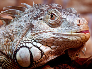 Iguana