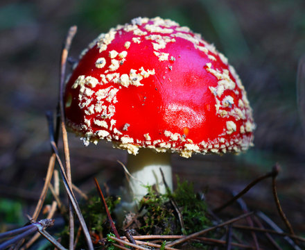 รูปภาพAmanite เลือกดูภาพถ่ายสต็อก เวกเตอร์ และวิดีโอ74,127 Adobe Stock