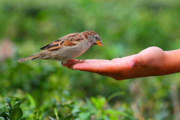 Bird eating out of hand