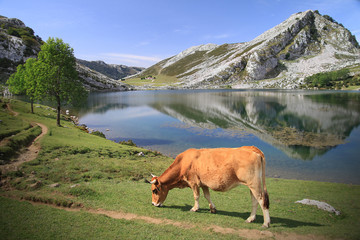 Lago Enol - Covadonga - Picos de Europa - Spanien