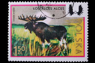 Poland - CIRCA 1973: A stamp elk