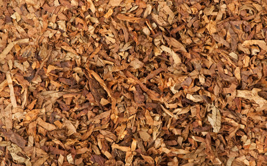 Cut dried leaves of tobacco