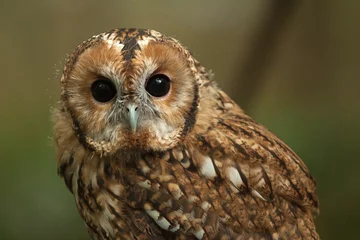Cercles muraux Hibou tawny owl 9299