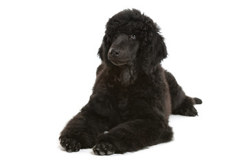 black poodle puppy