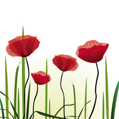 Champ de coquelicots, vecteur
