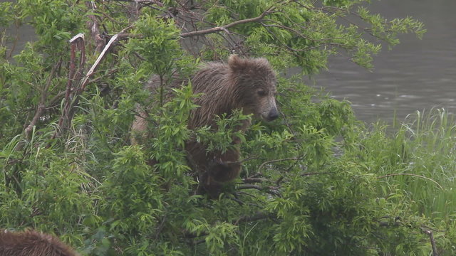 bear cub eats leaves