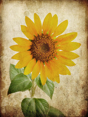 Photo of a sunflower on grunge background