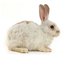 Obraz premium White small rabbit