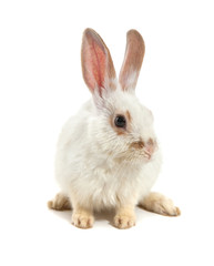 White small rabbit