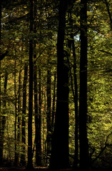 Obraz premium Buczyna jesienią