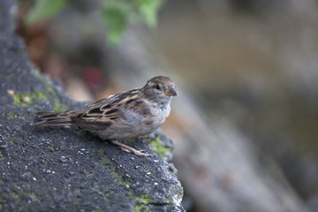 Nahaufnahme eines Spatz