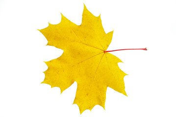 maple leaf