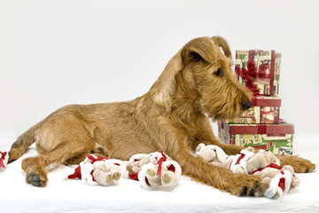 Irish Terrier mit Weihnachtsteddys