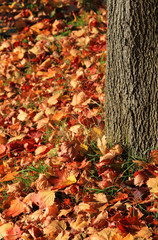 Herbstlaub