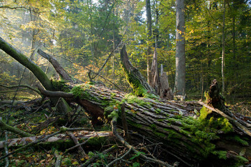 Old oak tree broken and sunbeams above