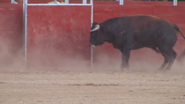 Bullfight