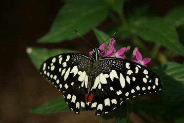 FARFALLA