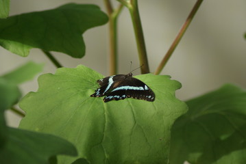 FARFALLA