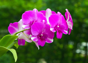 Fototapeta na wymiar purple and white dendrobium orchid
