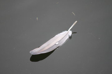 Eine Feder treibt auf dem Wasser