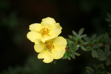 Obraz premium yellow flowering shrub