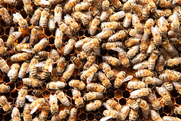 many bees on honeycombs