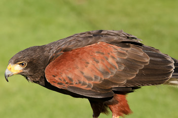 Harris Hawk