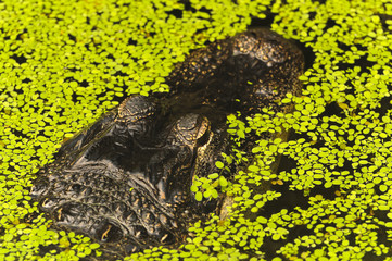 Alligator