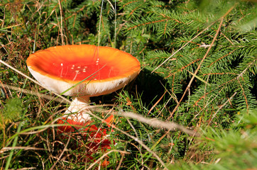 red poison fungus