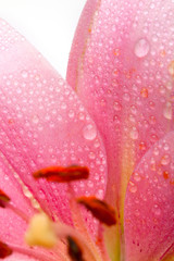 Rosa Lilien mit Wassertropfen
