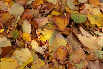 Herbstlaub