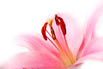 Rosa Lilien