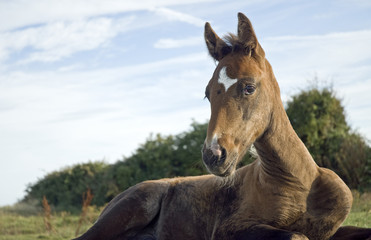 beautiful foal laying on the grass