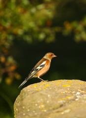 Male Chaffinch