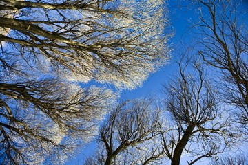 Tree branches and blue sky