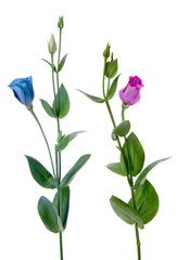 Fototapeta na wymiar Two beautiful blue and violet flowers