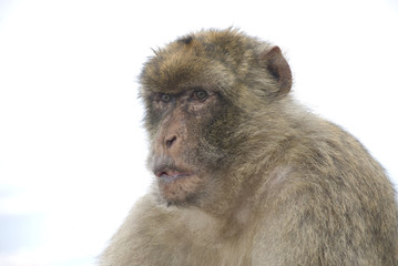 berberaffe