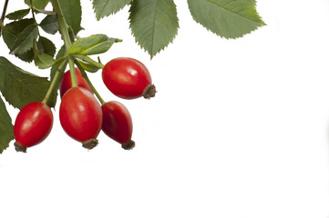 Red fruits of the wild rose