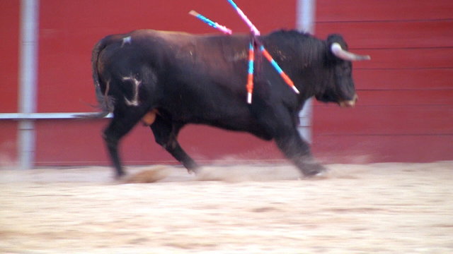 Bullfight
