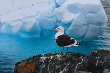 A bird on a rocks