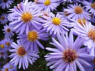 Obraz premium sea asters in rain