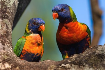 Rainbow Lorikeets.