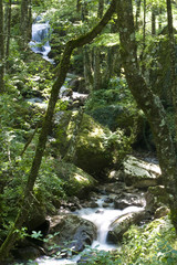 Fiume nel bosco