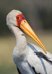 The Yellow-billed Stork.