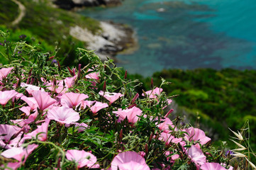 Pink bindweed over the cliff