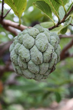 Sugar-apple